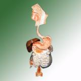 HUMAN DIGESTIVE SYSTEM